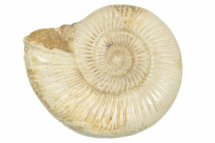 Polished Jurassic Ammonite (Perisphinctes) - Madagascar #248750